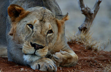 Tsavo Lion